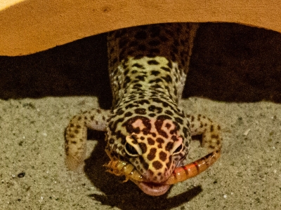 Leopard gecko - De Zonnegloed - Animal park - Animal refuge centre 